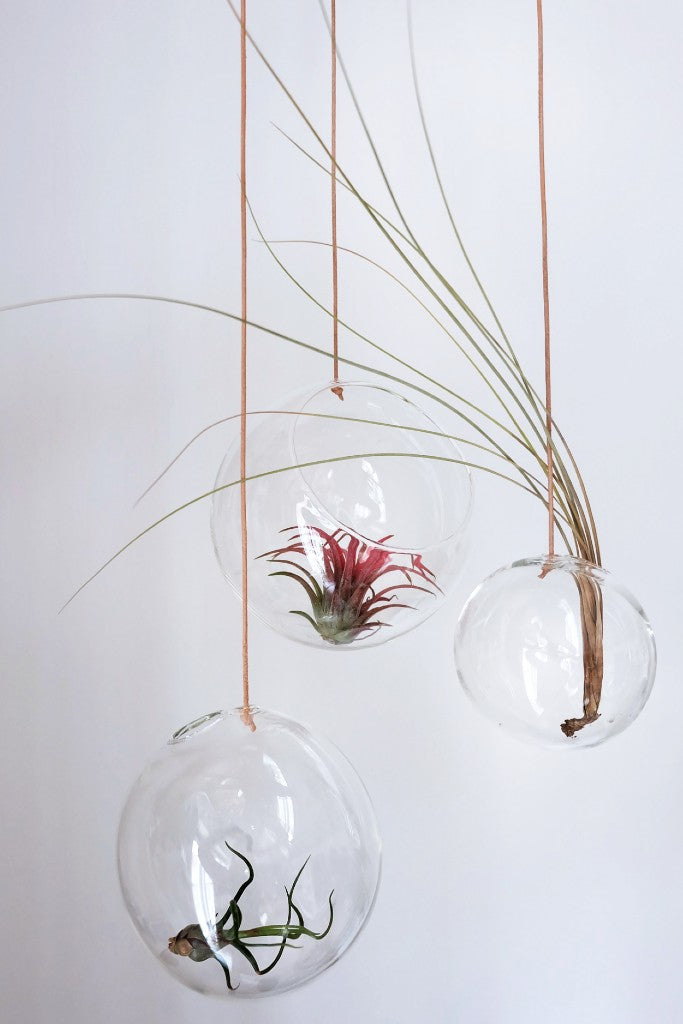 Estudio sobre el jarrón de burbujas de plantas colgantes grandes, transparentes